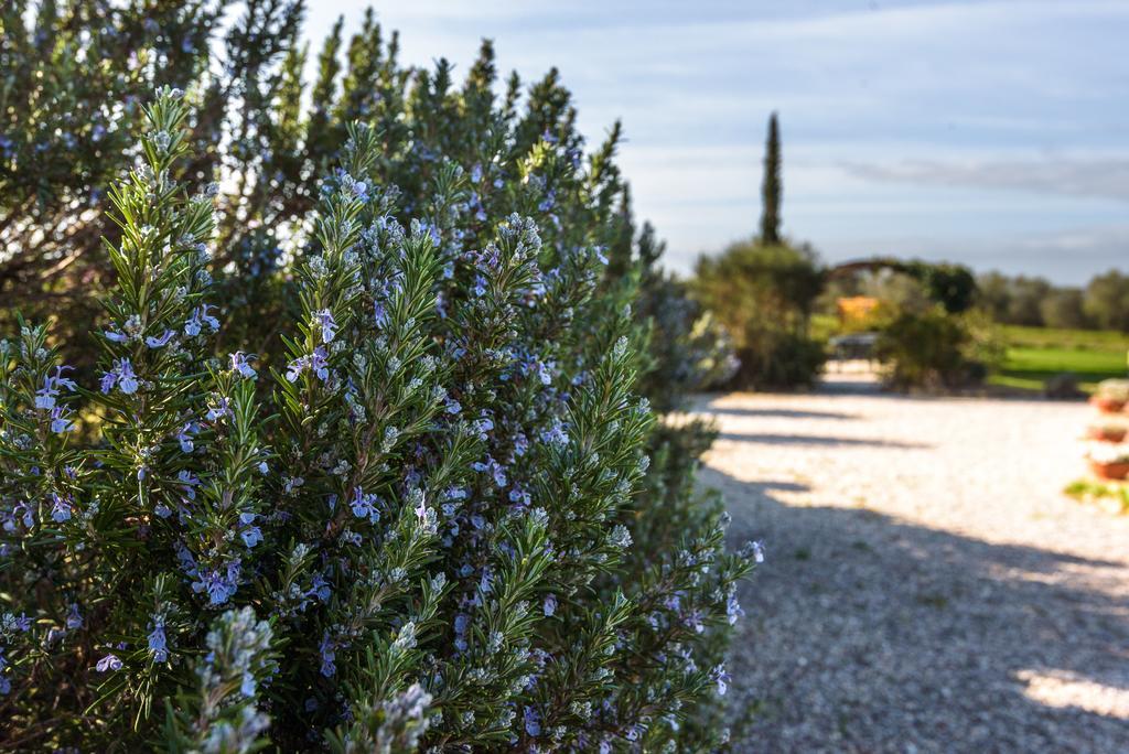 Agriturismo Il Macchione Пиенца Екстериор снимка